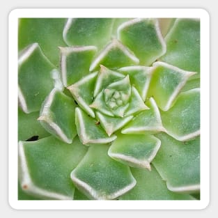 Echeveria Succulent Plant Sticker